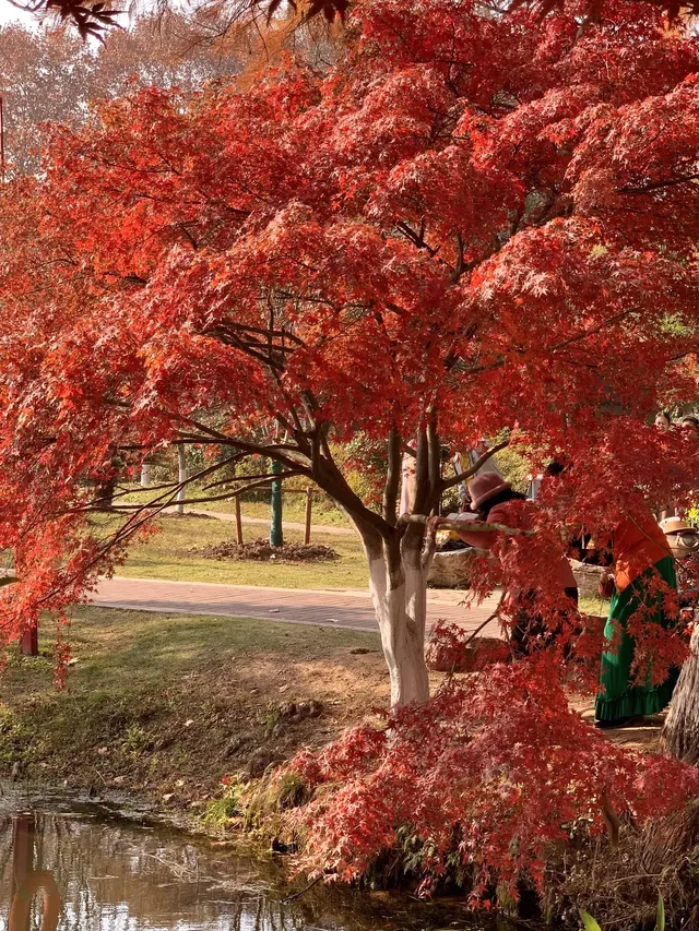 12.1武漢|現實版秋日莫內油畫~地鐵直達 12.1武漢|現實版秋日莫內油畫~地鐵直達