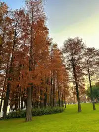 東湖的落羽杉紅了,快衝呀