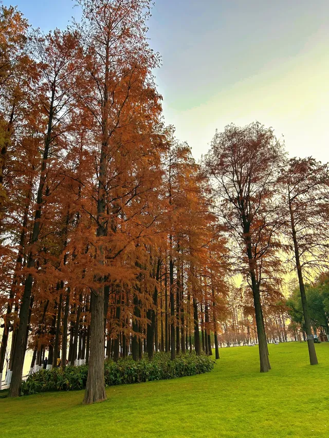東湖的落羽杉紅了,快衝呀 東湖的落羽杉紅了,快衝呀