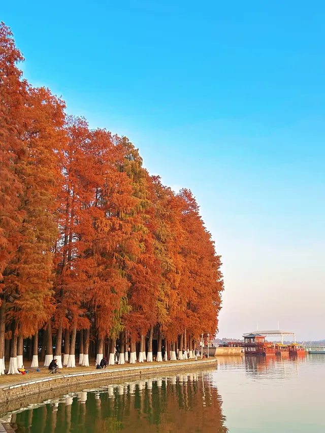 東湖的落羽杉紅了,快衝呀 東湖的落羽杉紅了,快衝呀