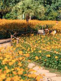 深圳0元打卡:黃秋英花海+萌系雕塑太出片