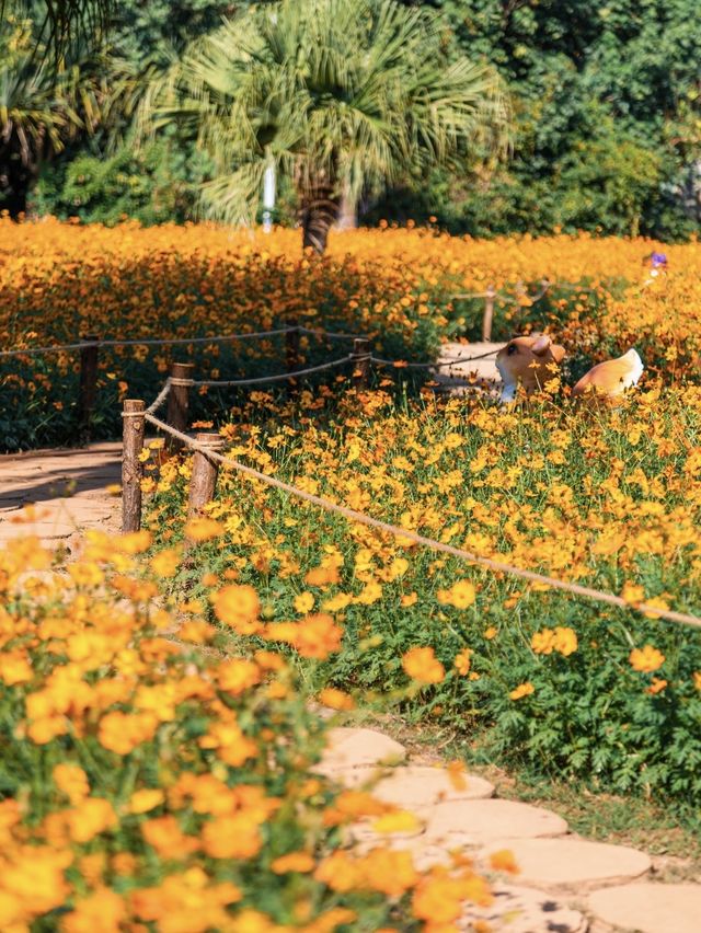 深圳0元打卡:黃秋英花海+萌系雕塑太出片 深圳0元打卡:黃秋英花海+萌系雕塑太出片