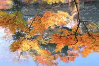 12.3|虞山紅楓進度99% (附路線圖