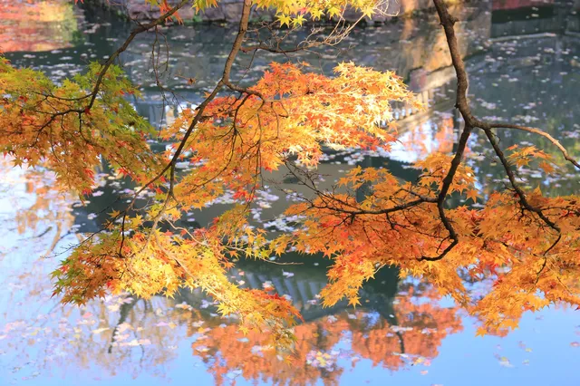 12.3|虞山紅楓進度99% (附路線圖 12.3|虞山紅楓進度99% (附路線圖