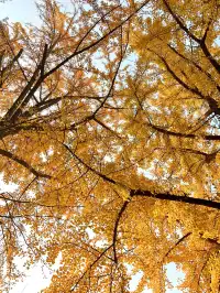 南京12月絕美秋色|玄武日落與鐘山秘境