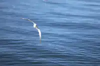 12月的洱海邊,彩林和海鷗也太配了吧