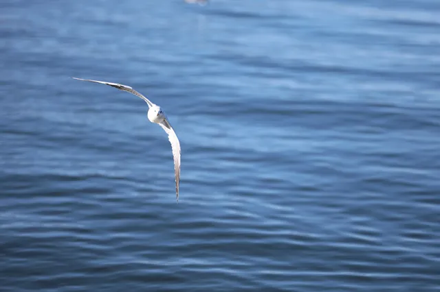 12月的洱海邊,彩林和海鷗也太配了吧 12月的洱海邊,彩林和海鷗也太配了吧