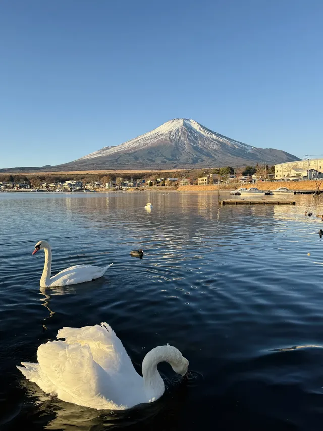 12.7實況live早起會被富士山獎勵粉色日出 12.7實況live早起會被富士山獎勵粉色日出