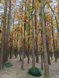 初冬暖陽下的多彩上海共青森林公園