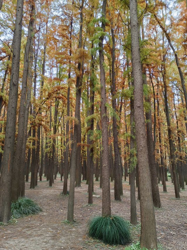 初冬暖陽下的多彩上海共青森林公園 初冬暖陽下的多彩上海共青森林公園