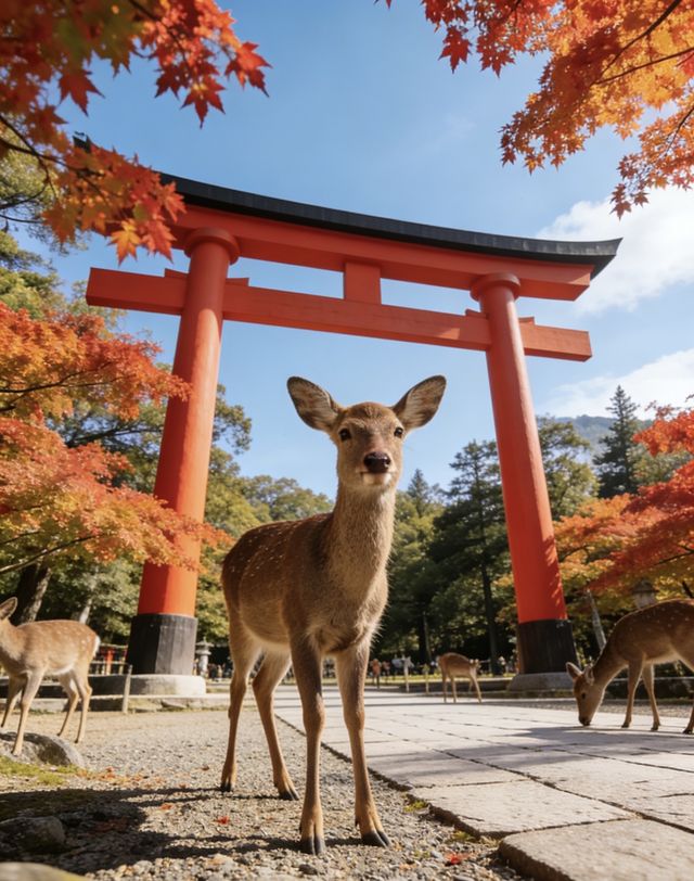 12月14日日本受罪已回,說點難聽的大實話 12月14日日本受罪已回,說點難聽的大實話