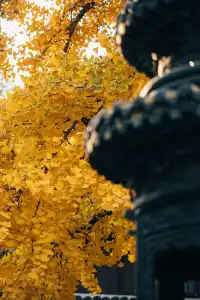 上海寺廟秋天攝影大賽,來交參賽作品了