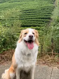 在莫干山見到了頂級的寵物友好