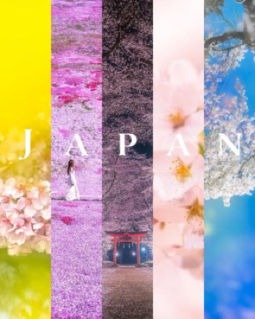 A comprehensive guide to Japan's cherry blossom season – you can see cherry blossoms from January to May!