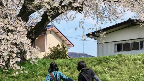 Sendai｜Ultimate One-Day Guide to Viewing the Top Spot for Senbonzakura Cherry Blossoms — traveler post in Sendai