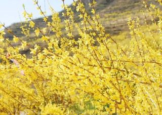陽泉4月賞花攻略，多縣區花海開放