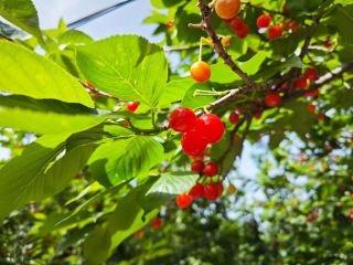 許昌4月の花見と摘み取りガイド