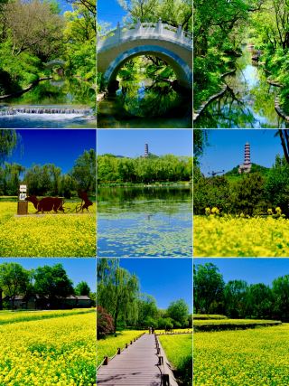 4.29 Real Shots Without Filters! Rapeseed Flowers in Full Bloom at Beiwu Park, Rush There for May Day!