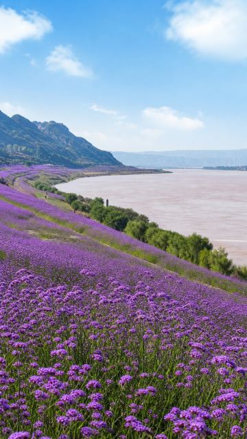 Yongjing's purple flower sea is absolutely stunning! The 