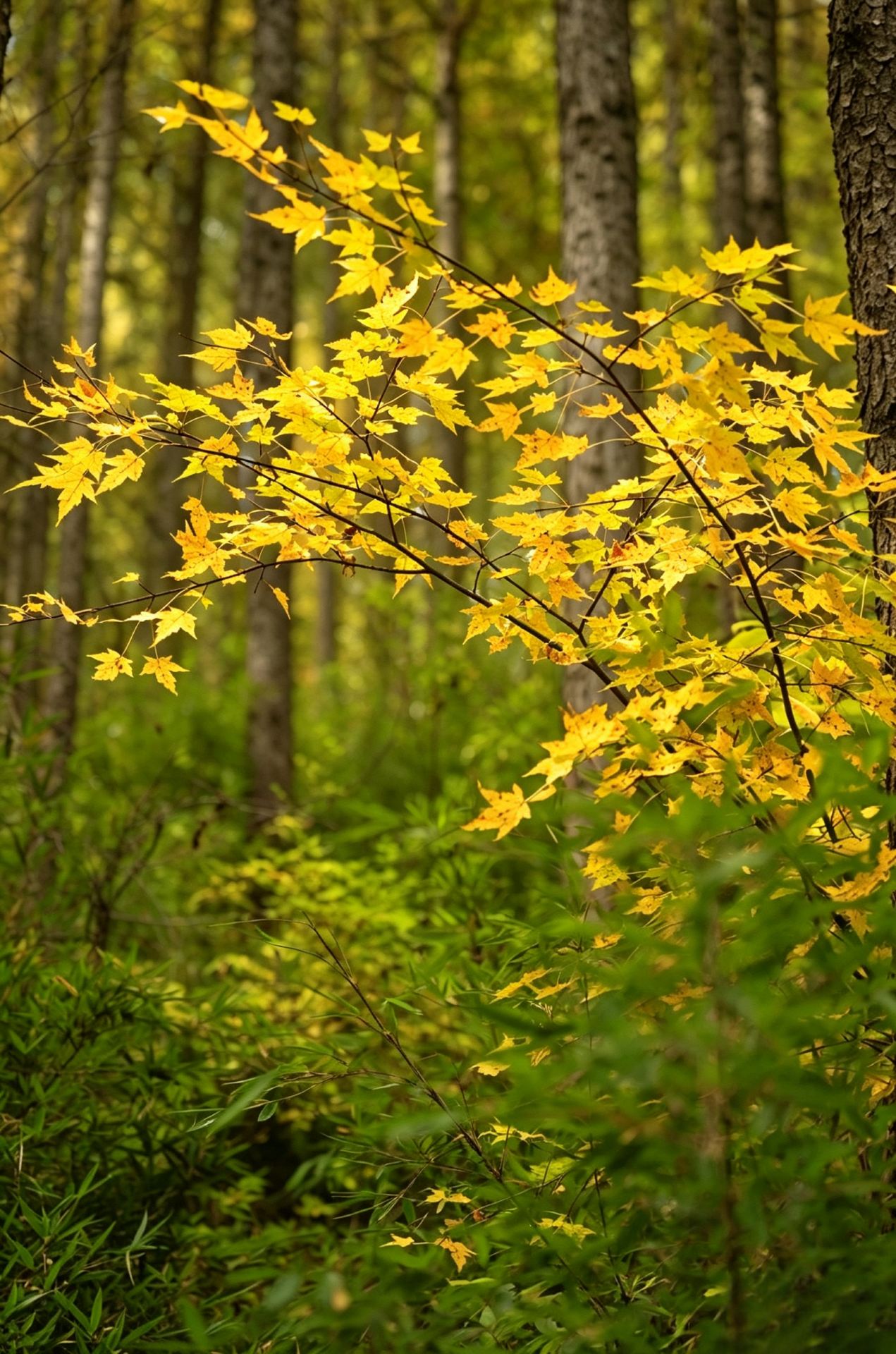 ที่สุดของการเดินป่าช่วงฤดูใบไม้ร่วง ณ จิ้งหยวน 🍂