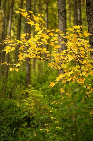 The ultimate autumn hiking spot in Jingyuan