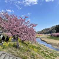 【伊豆】みなみの桜と菜の花まつり
