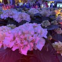 返嚟啦，返嚟啦，2023香港🌸🌹🌻花卉展覽