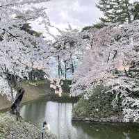 2023.4.20 弘前賞櫻
