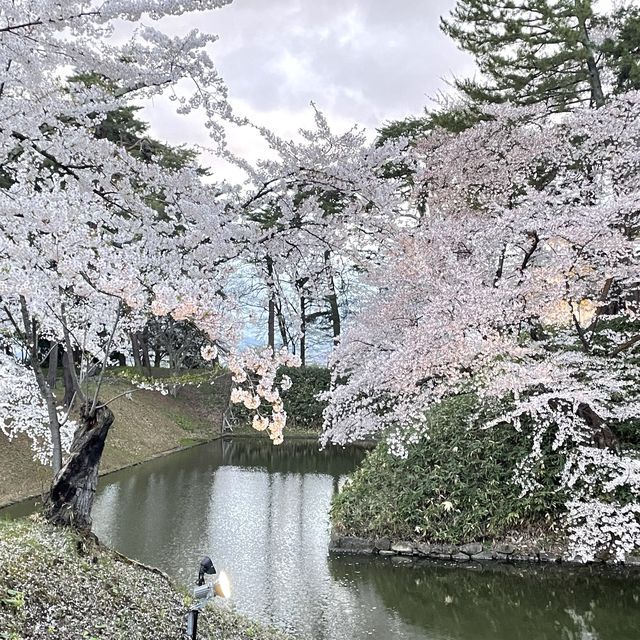 2023.4.20 弘前賞櫻
