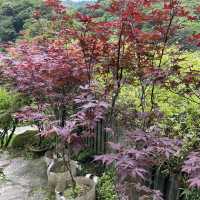 台北陽明山-繡球花園