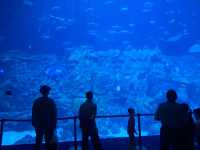 香港海洋公園乃親子好去處