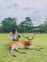 자유로운 사슴들로 둘러싸인 곳, 나라 공원🦌