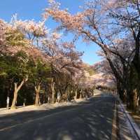 大邱八公山