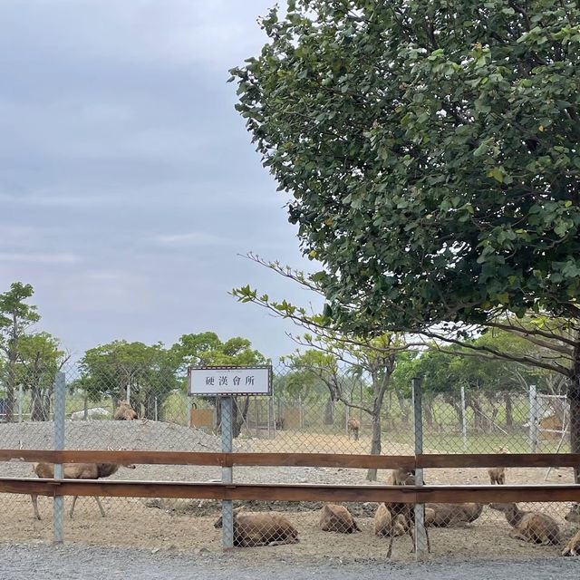 鹿境梅花鹿生態園區！與可愛的鹿傳情共舞🦌💃🌳