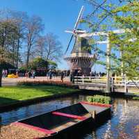 荷蘭🇳🇱盧瑟Lisse•風車景觀區🎡🛶Keukenhof Garden庫肯霍夫花園 