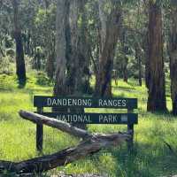 พาเดินป่าที่ Dandenong rages national park 🌳