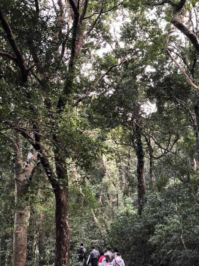 香港新手行山🍀茅坪藤皇+竹林隧道路線