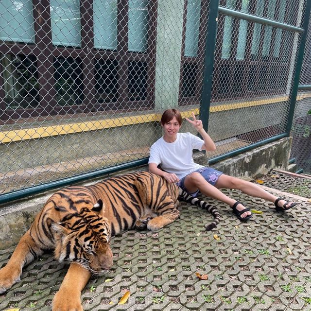 Tiger kingdom in Phuket Thailand 