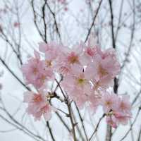 季節限定··沙田好去處