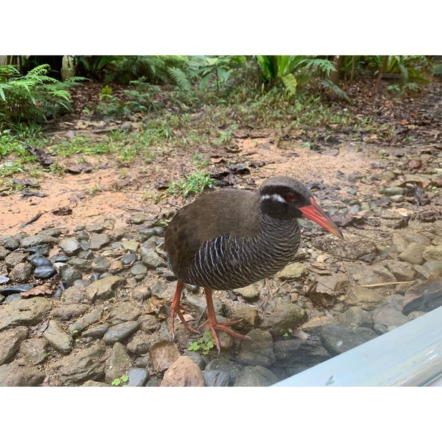 ヤンバルクイナ生態展示学習施設