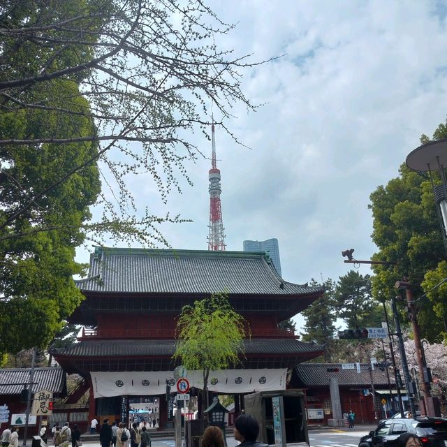 世界中の観光客を呼び寄せる桜の増上寺