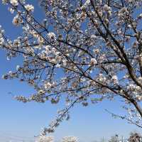 경기도에서 가장 늦게 만개하는 파주 벚꽃🌸