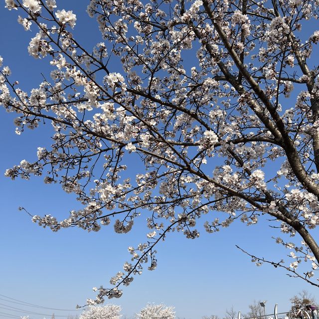 경기도에서 가장 늦게 만개하는 파주 벚꽃🌸