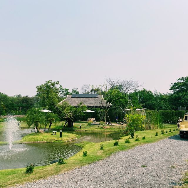 🌻 Lapuné Cafe and Scene  🌻
