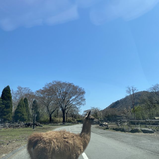 富士野生動物🦒🐒