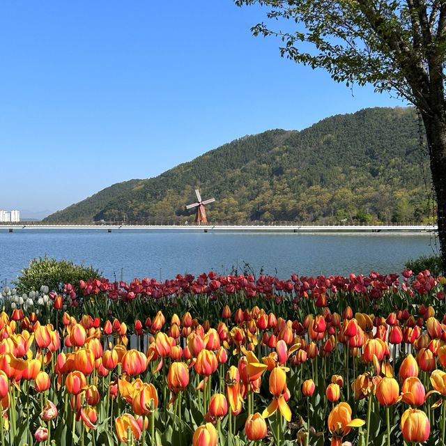 튤립맛집 대구 필수 여행코스🌷