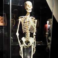 Body Worlds - Amsterdam, Netherlands