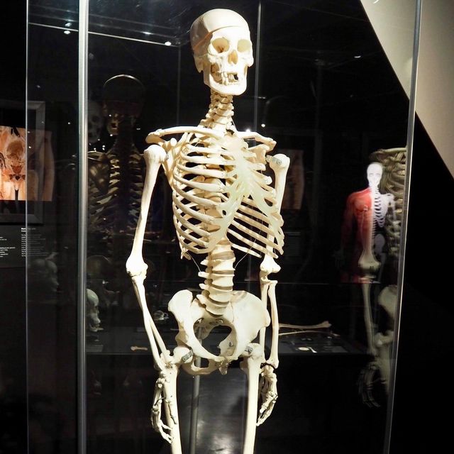 Body Worlds - Amsterdam, Netherlands