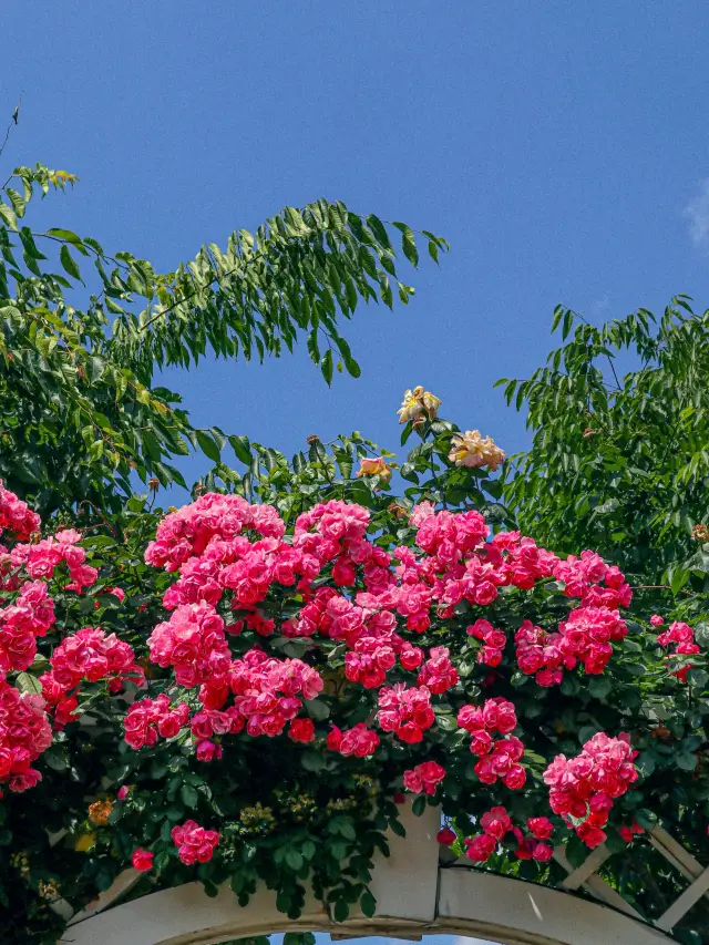 ❤️화려한 장미들의 집합소🌹중랑 장미공원❤️