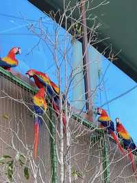 Asia’s Largest Birdpark 🐧